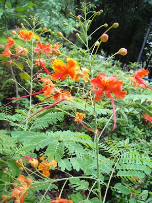 黃蝴蝶徵兆|黃蝴蝶 (護理, 特徵, 花, 圖片, 有毒)